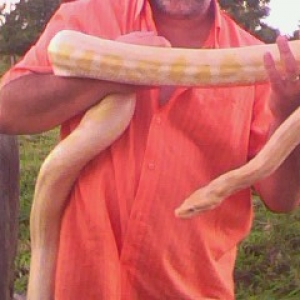 albino  python