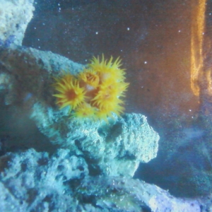 Sun Coral Open for Feeding
