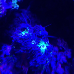 11130544_10153732540452729_529908286_n