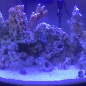 New 20 gal Reef Tank