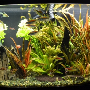 Fish Tank 235