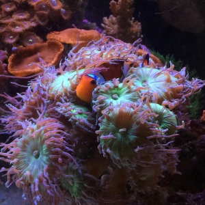 Nemo in the Duncan.