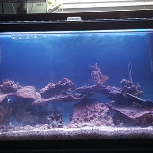 Sw Tank
