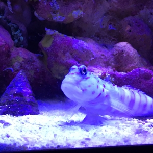 Pink spotted watchman goby