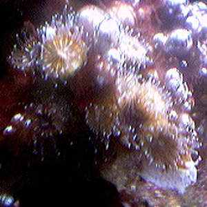 Tube Coral with polyps out