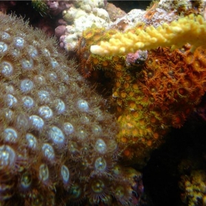 zoanthids