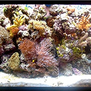 my 55 reef