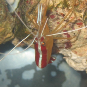 Cleaner shrimp