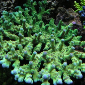 Acropora Granulosa