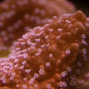Red cap_macro