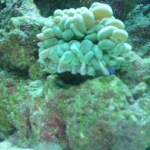 Bubble Coral