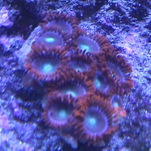 new zoa's