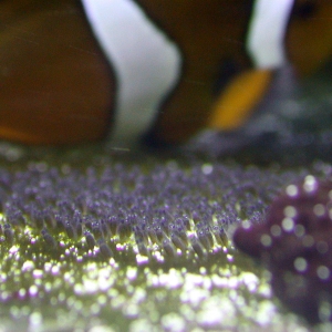 Clown spawn at day 5