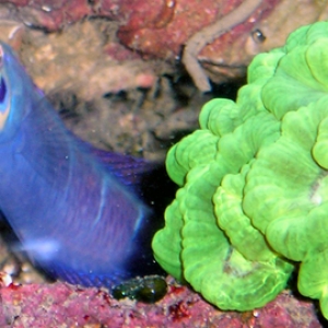 Wrasse1