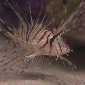 Meet Squishy