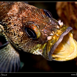 bigmouth