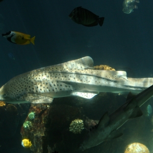 Leopard Shark Part 2