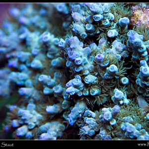 swpacro2sceneweb