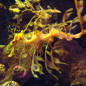 Sea Dragon at the Dallas World Aquarium