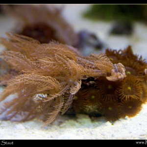 frag1