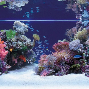 CP farm, Japanese soft coral tank