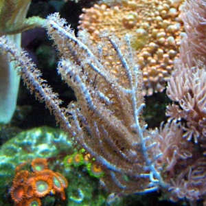 gorgonian