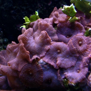 Red Shroom colony