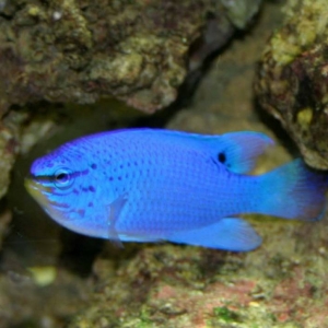 Blue_Damsel_12-06-04_006