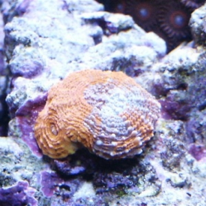 acanthastrea hillae