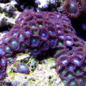 blue zoas