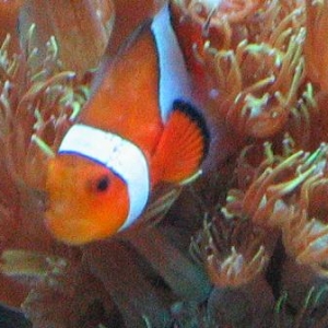 Clown in Flowerpot