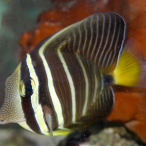 Sailfin_Tang_I