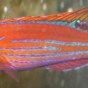 Filament_Wrasse_I