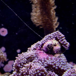 Vermetid snail