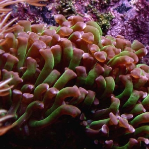 Euphyllia ancora