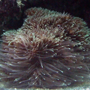 Pavona decussata