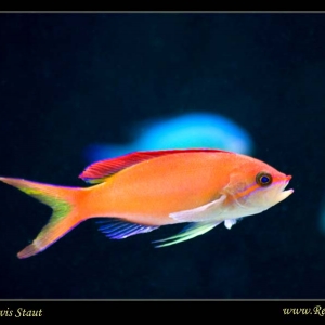 New Anthias