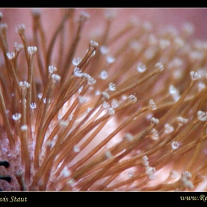 Toad polyps