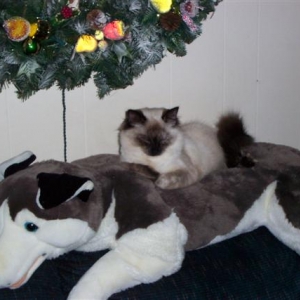 Is That on her fav stuffed critter.