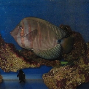 Sailfin Tang - 5 years old