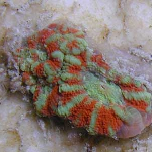 acanfragg112104