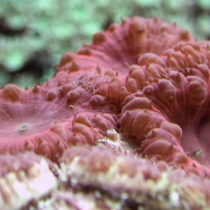 Blastomussa wellsi
