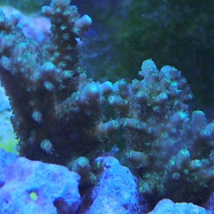 frags of acro sp from wooddood