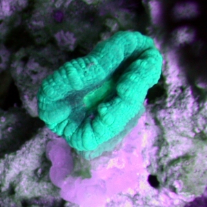 Candy Cane - Caulastrea curcata