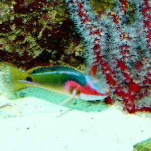 Exquisite begining to flash nuptial colors