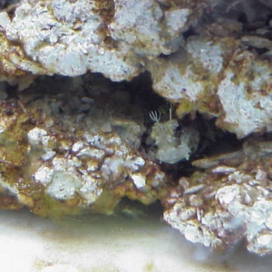 LawnMower Blenny (Salarias fasciatus)