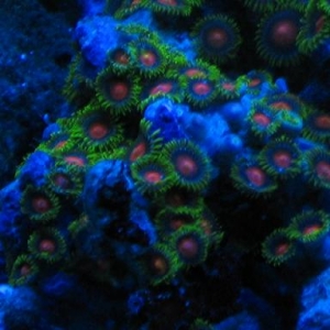 New Zoo Colony under actintics