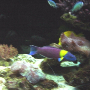 New Wrasse