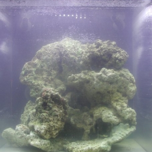 60 gallon cube tank