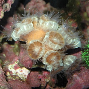 Caulastrea at Night